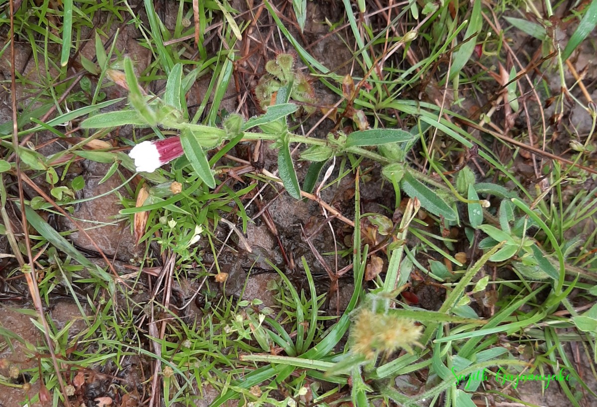 Centranthera indica (L.) Gamble